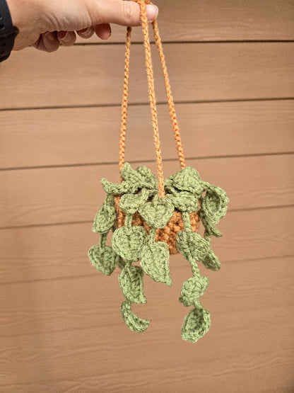 Hanging Pothos Plant