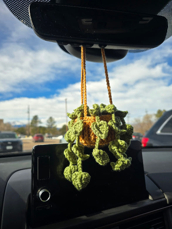 Hanging Pothos Plant