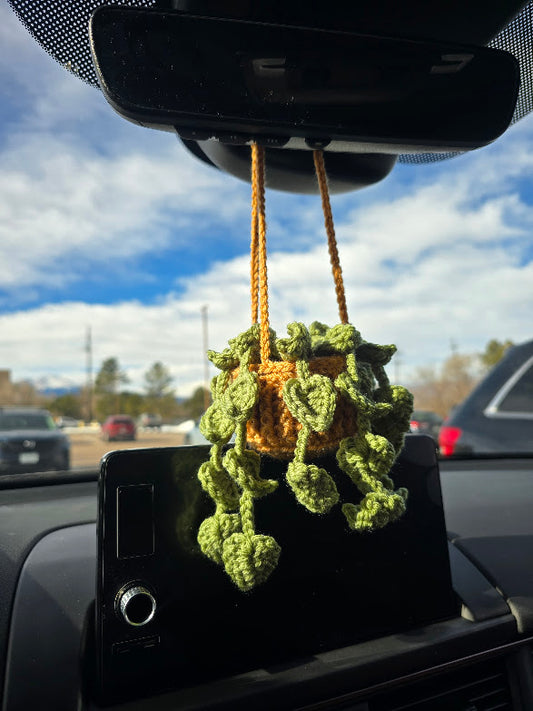 Hanging Pothos Plant