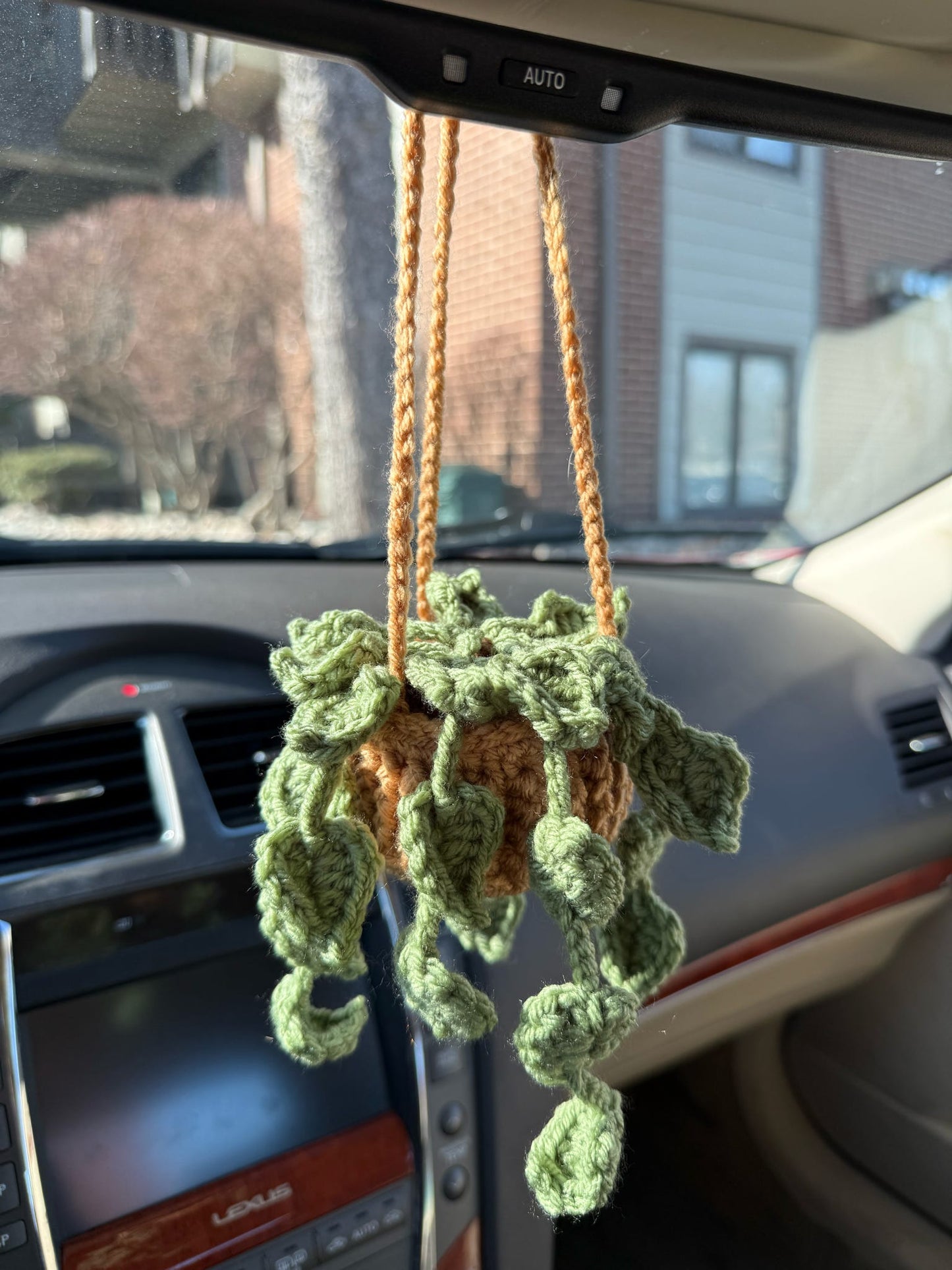 Hanging Pothos Plant